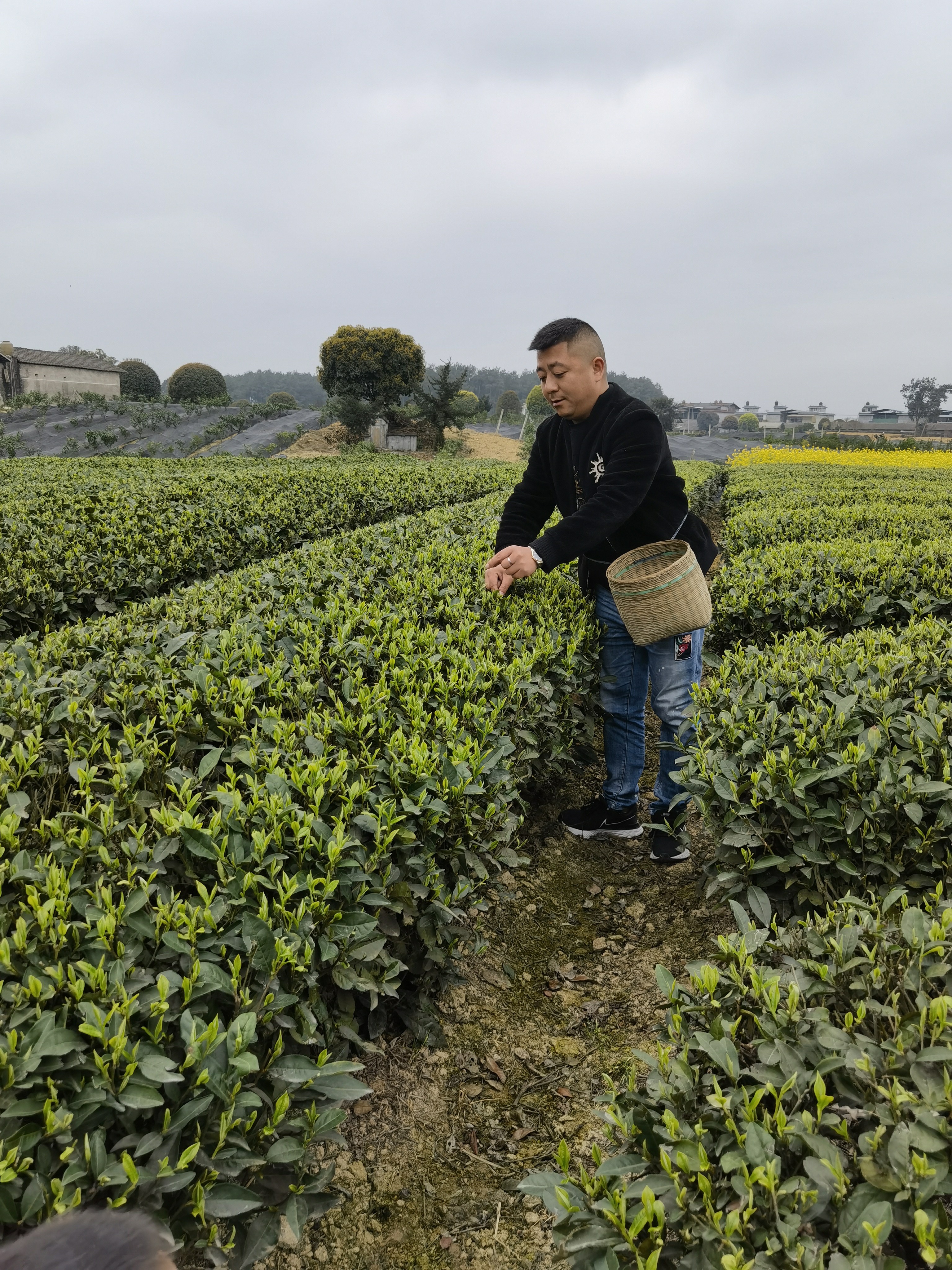 六堡茶叶苗种植基地批发