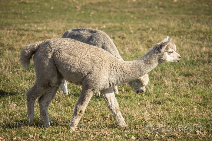 苏州市羊驼毛条羊驼绒羊驼毛条婴驼BL厂家