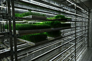 智能水培牧草植物工厂--金欣农业