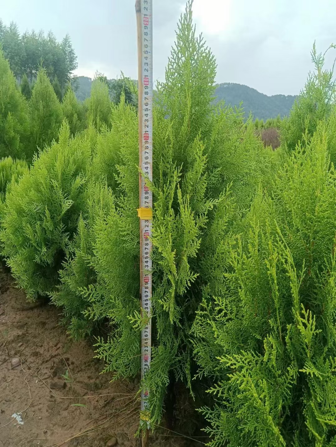 桂林市广西塔柏厂家广西塔柏-塔柏苗木生产基地-塔柏130公分小苗批发-多少钱-哪里好