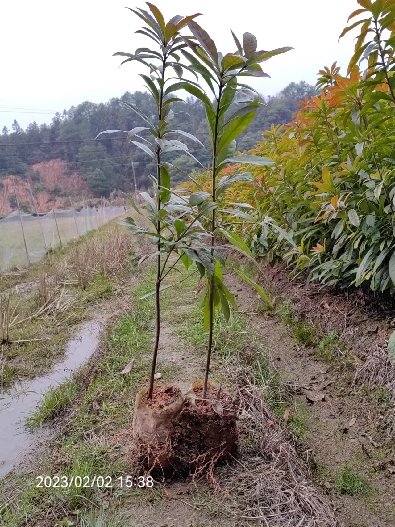 株洲市木荷苗基地厂家湖南木荷苗基地、价格、种植基地、多少钱【攸县丫江桥镇新飞苗木经营部】