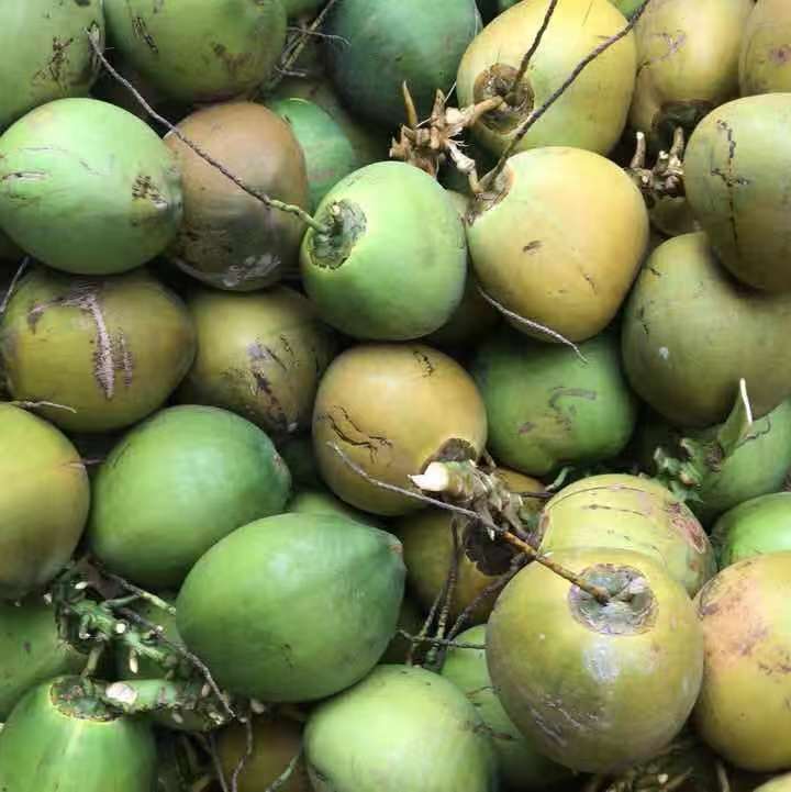 天然椰子价格、厂家、批发、报价、多少钱【文昌市东郊红宝食品有限公司】