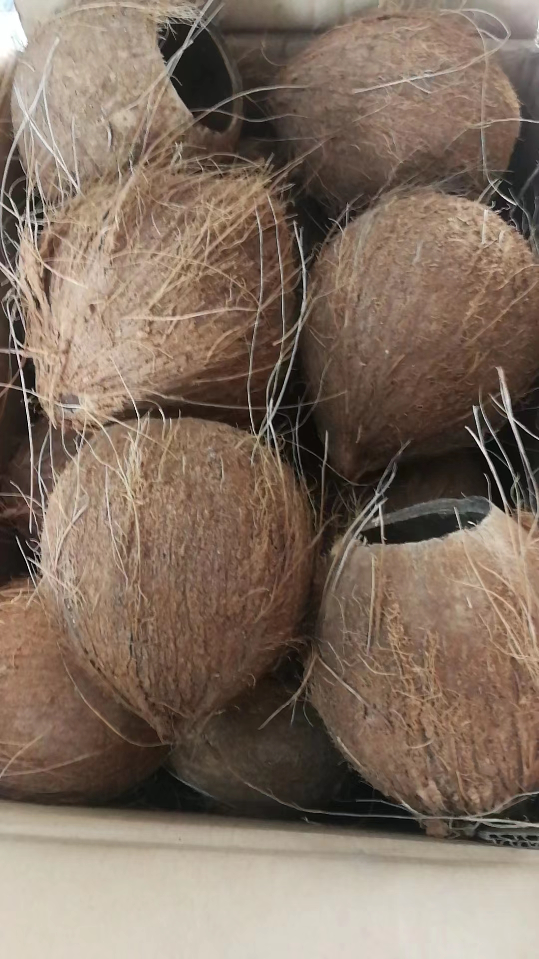天然椰子壳批发
