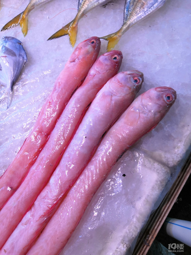 马鞭鱼烟管鱼北京马鞭鱼烟管鱼销售