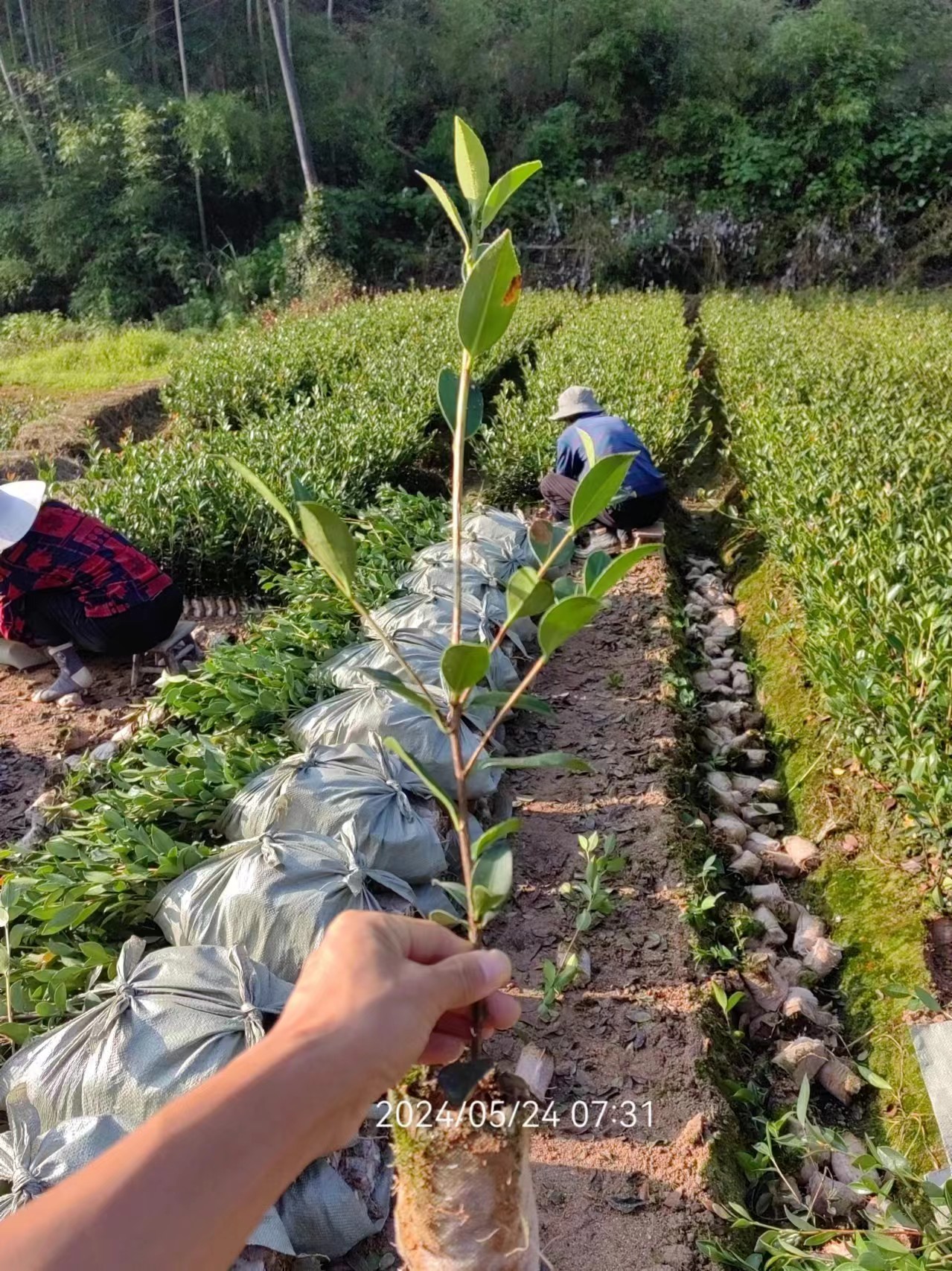 一年高产嫁接油茶苗一年高产嫁接油茶苗-供应高产油茶苗批发、促销价格、产地货源