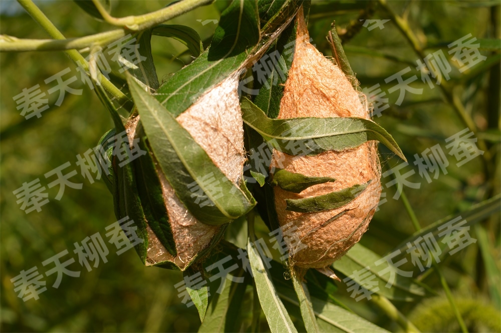 沈阳市沈阳创意农业大叶蒿柳苗蒿柳养蚕新品种蒿柳绿化苗蒿柳养柞蚕厂家沈阳创意农业大叶蒿柳苗蒿柳养蚕新品种蒿柳绿化苗蒿柳养柞蚕