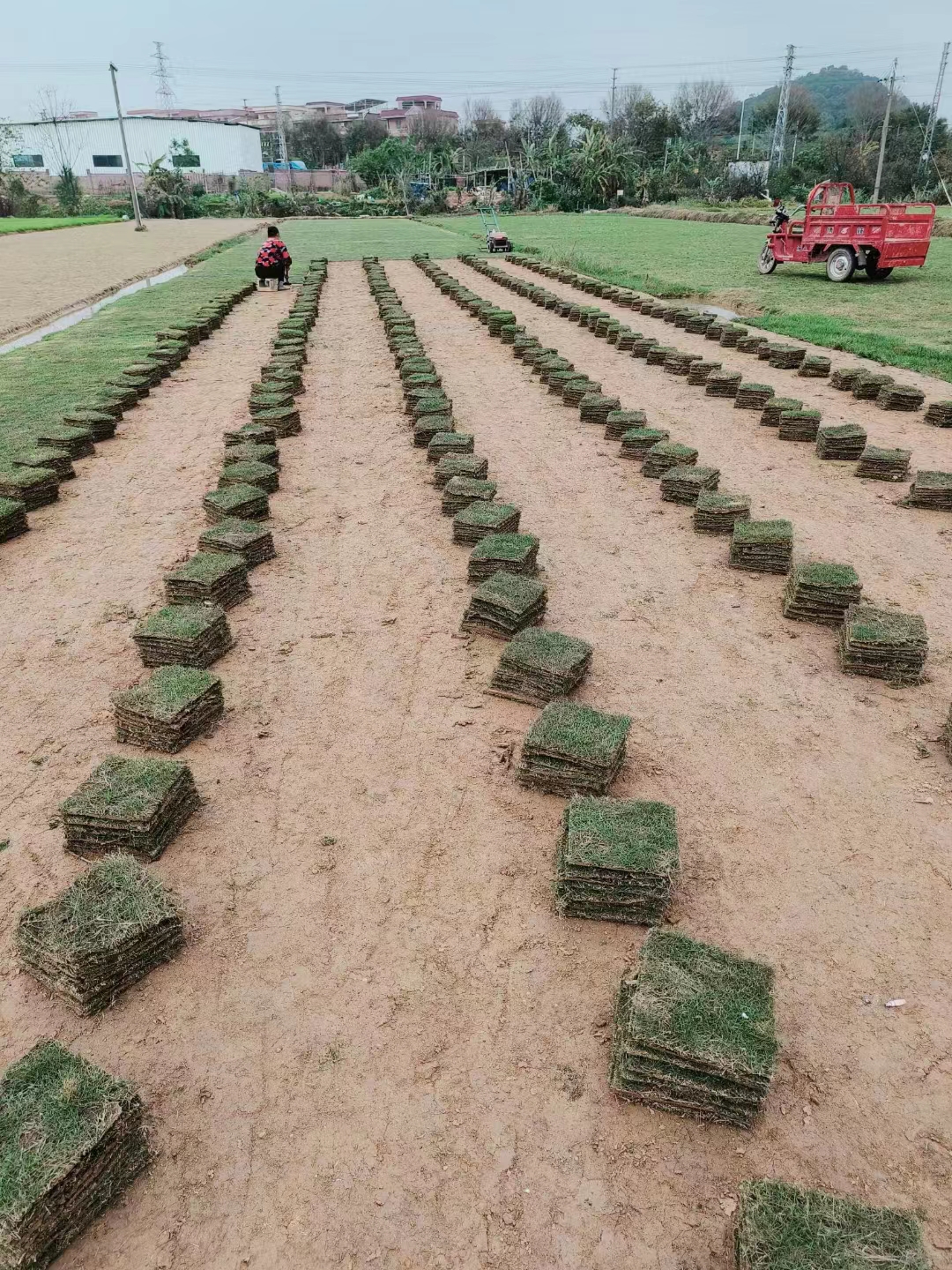 佛山市草卷种植场厂家佛山草卷种植场-价格-批发-供应商-报价【佛山市三水区华丙种植场】